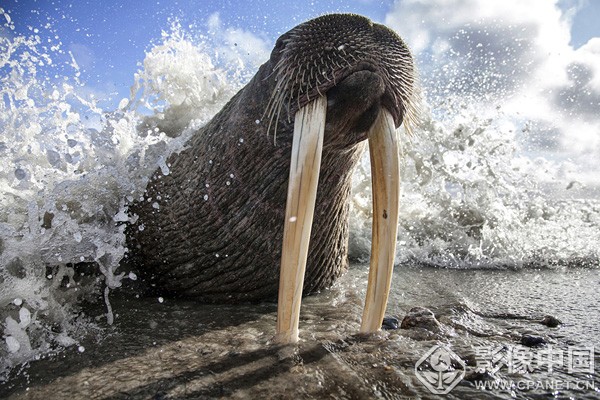 2016年《国家地理杂志》年度自然摄影师投稿