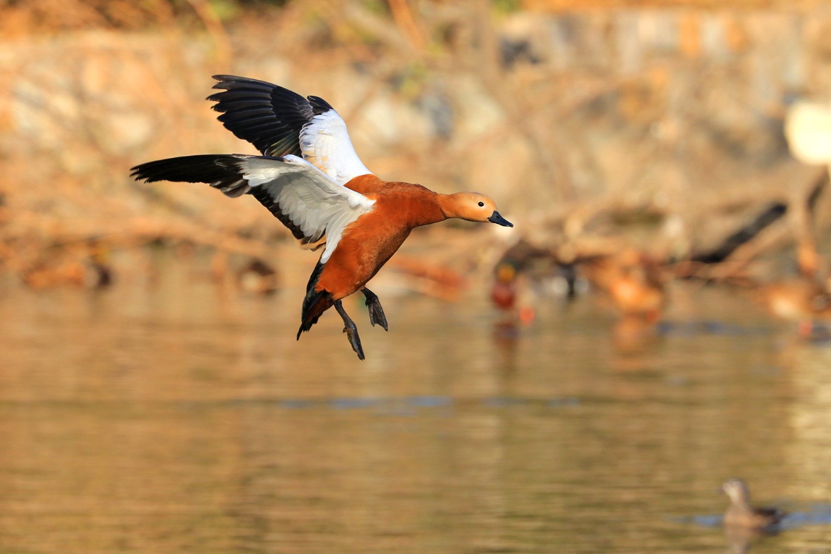 索尼黑卡RX10III便携拍鸟利器-影像中国网-中国