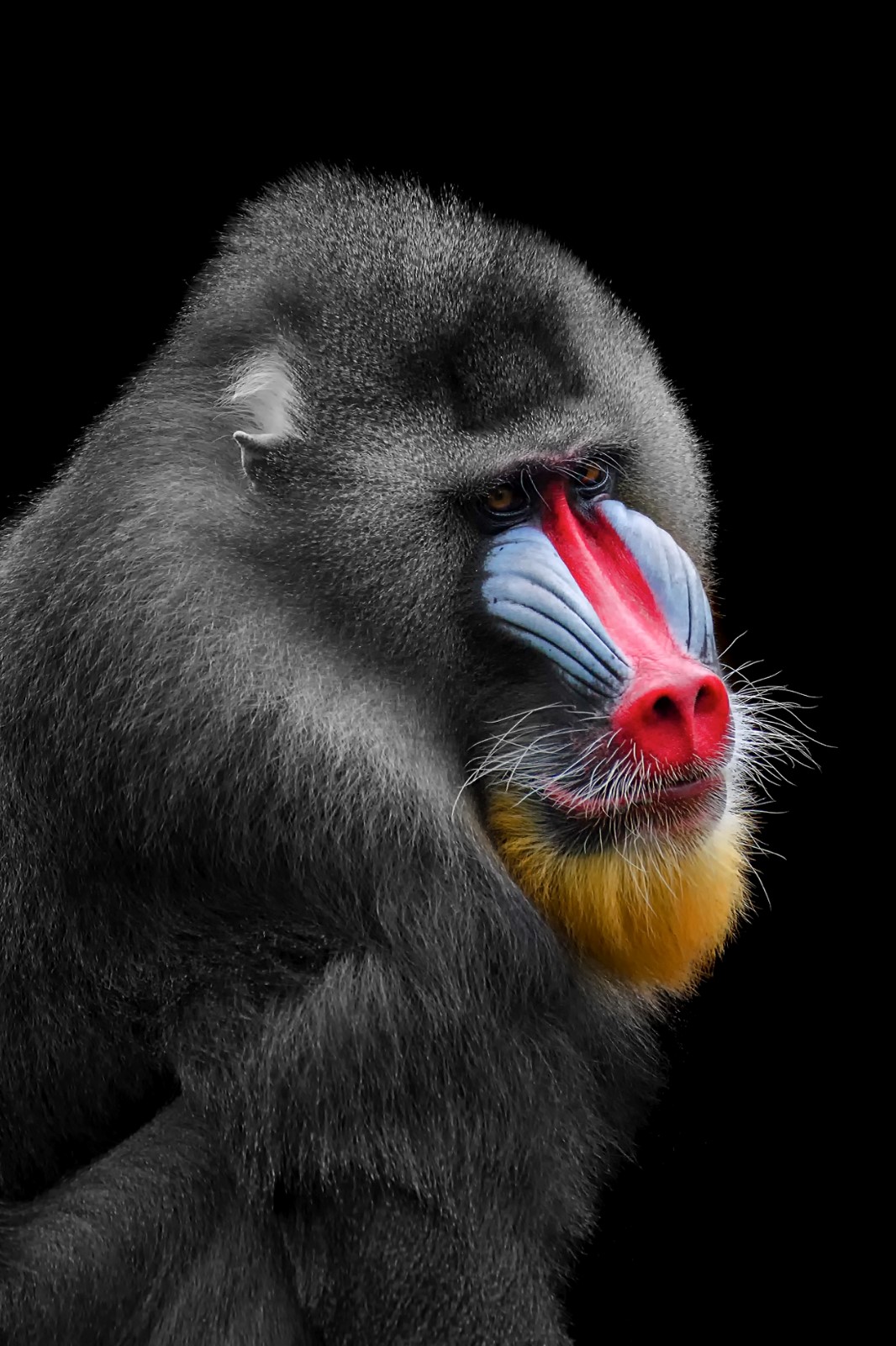 世界摄影组织发布2018索尼世界摄影大赛评委