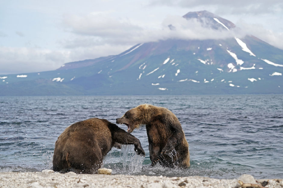 野生动物摄影师徐征泽亲谈索尼A9拍摄棕熊的
