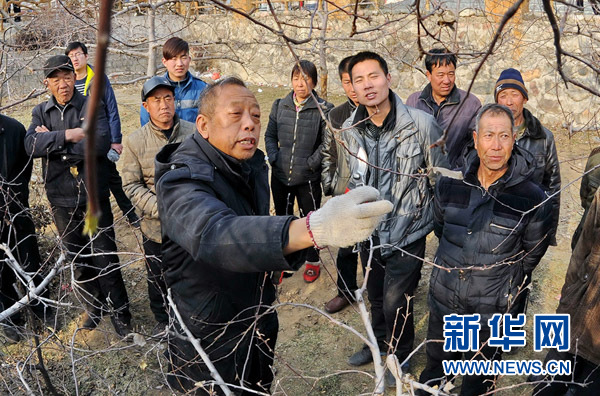 全国脱贫攻坚模范、河北农业大学教授李保国向村民讲解果树修剪知识(2016年1月27日摄)。新华社记者 朱旭东 摄.jpg