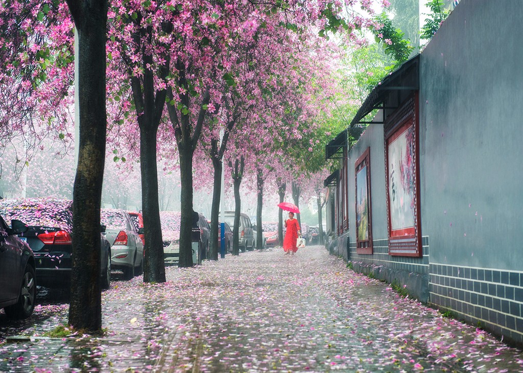 陈丽萍+＋红花雨雾.jpg