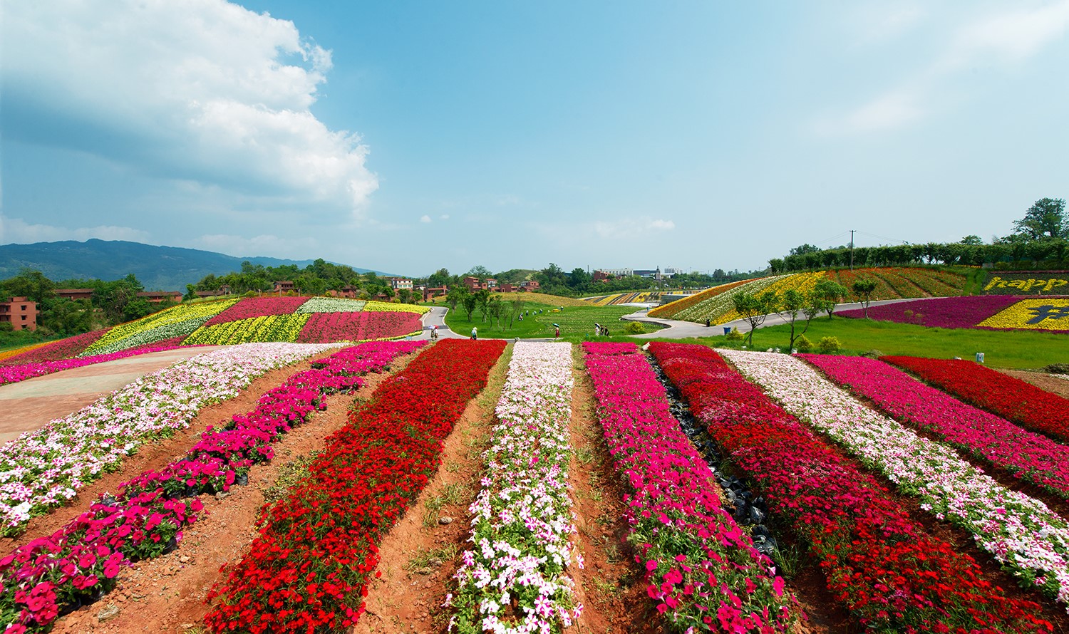 《兴隆花海》2019年4月拍摄.jpg