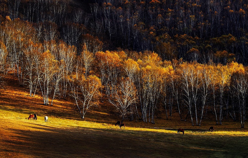 罗国辉作品-图集-影像中国网-中国摄影家协会主办