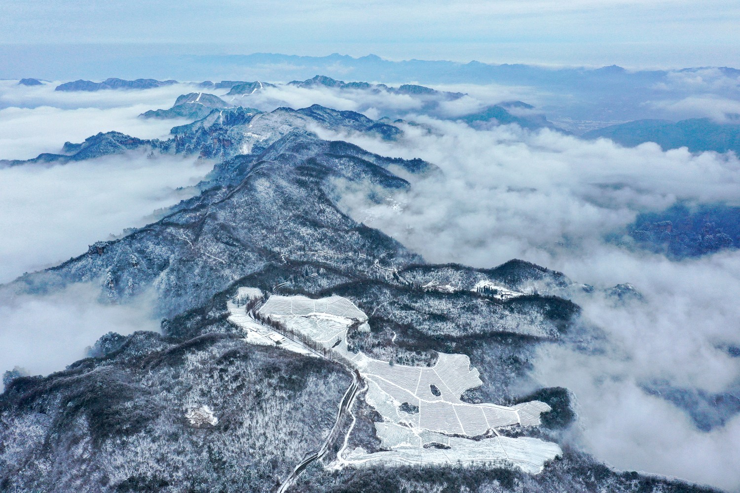 铜奖 雪后御茶园 廖颂怡 摄.jpg