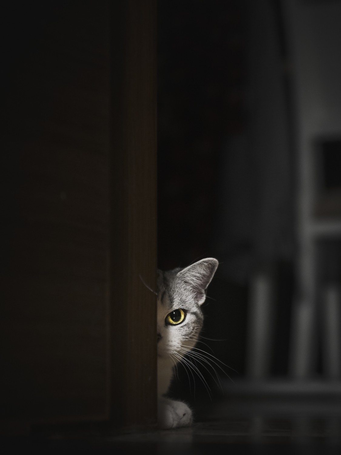流浪猫的幸福生活-猫的眼睛，永远关注着强大的人类，同时也得到了人类的关爱......孙景梅.jpg