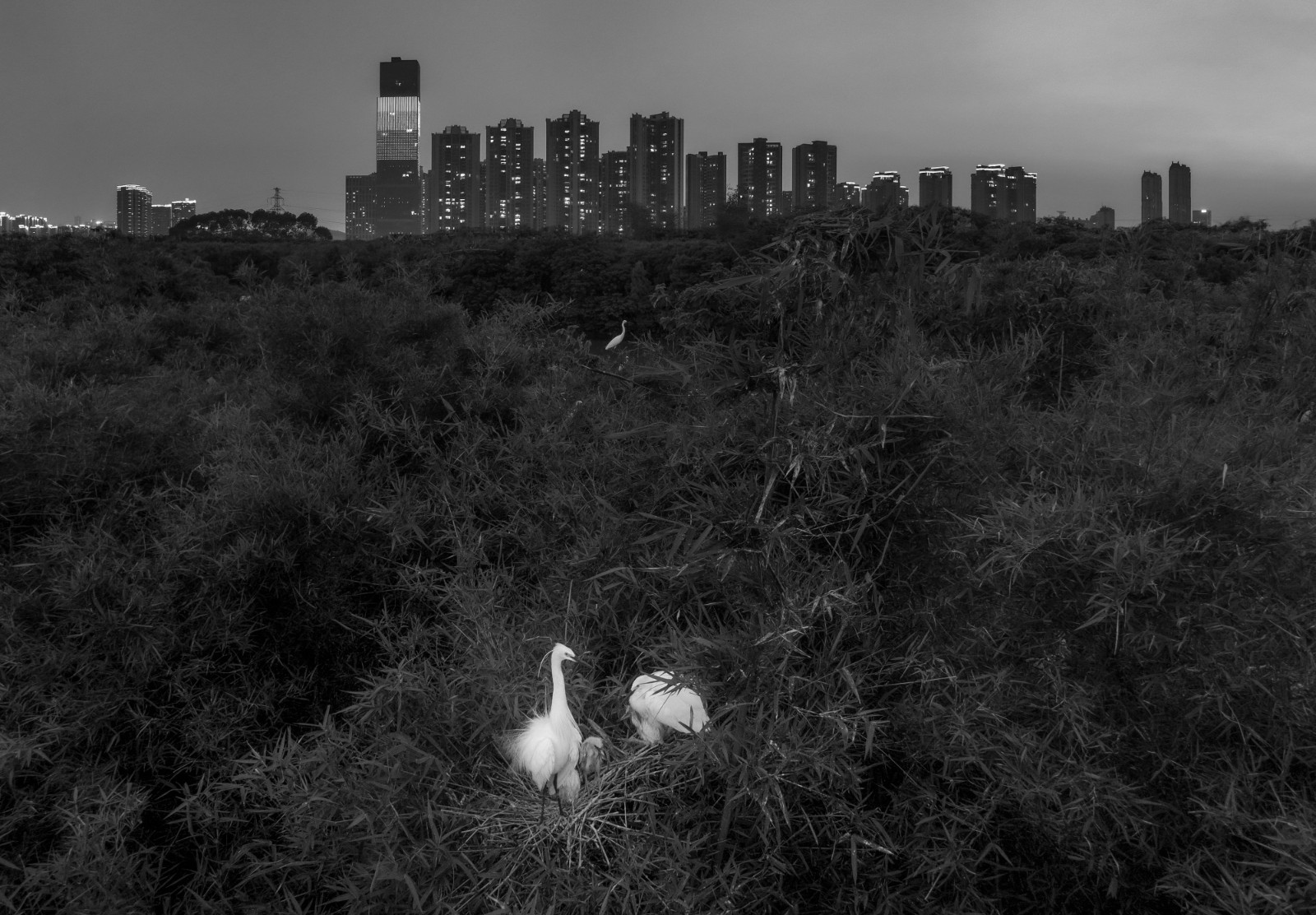 家园-陈家鸣.jpg